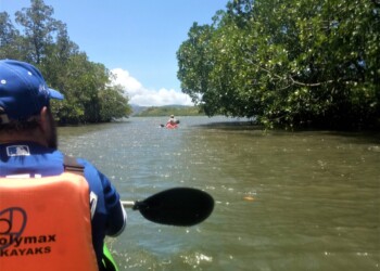 Kayaker exploring the mangrove forest near family reunion venue for a unique ecotourism group activity